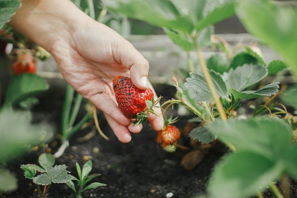 Comment utiliser la permaculture pour créer un jardin auto-suffisant?